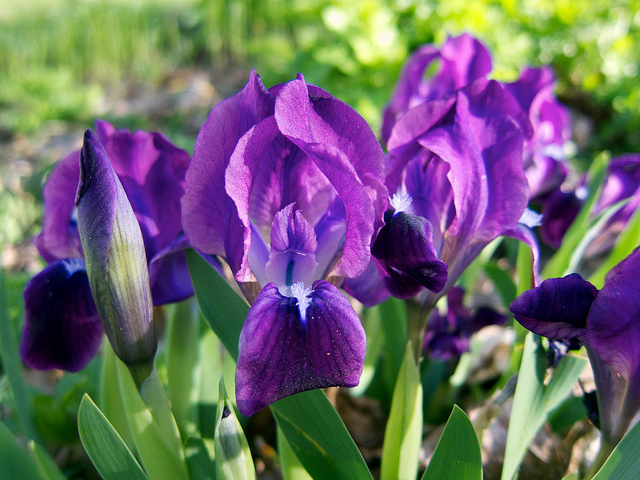 Iris des garrigues