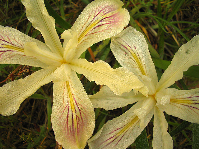 Iris purdyi