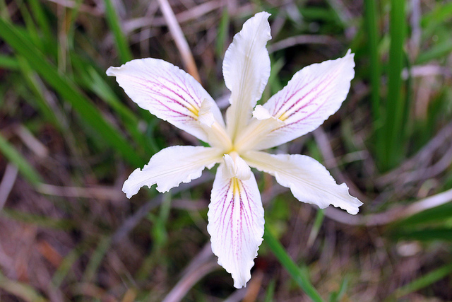 Iris purdyi