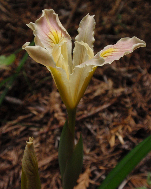 Iris purdyi