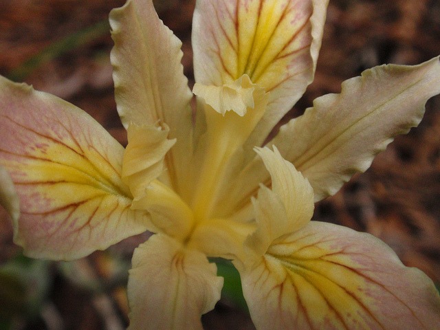Iris purdyi (Iris purdyi)