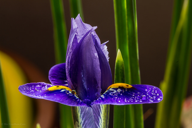 Iris réticulé (Iris reticulata)