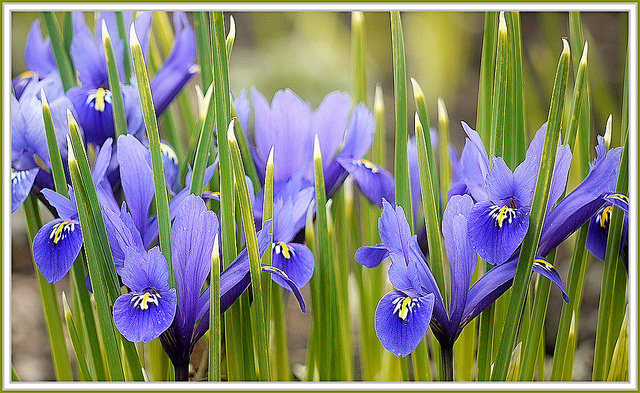 Iris réticulé