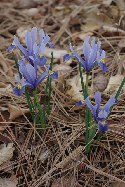 Iris réticulé