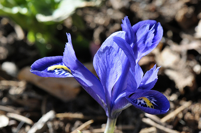 Iris réticulé