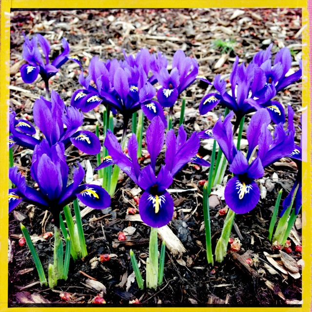 Iris réticulé