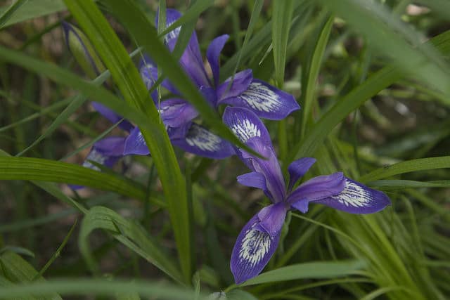 Iris de ruthénie (Iris ruthenica)