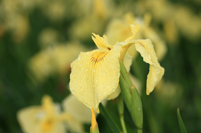Iris sanguin (Iris sanguinea)