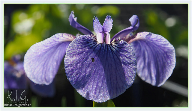 Iris setosa