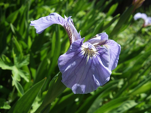 Iris setosa