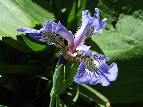 Iris setosa