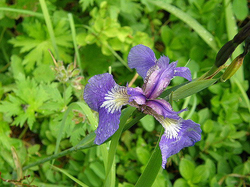 Iris setosa