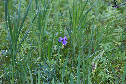 Iris setosa (Iris setosa)
