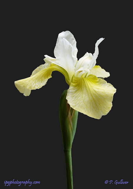 Iris de sibérie