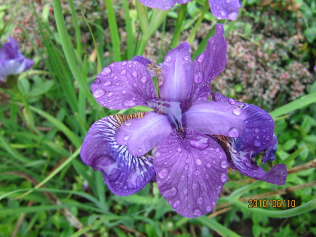 Iris de sibérie
