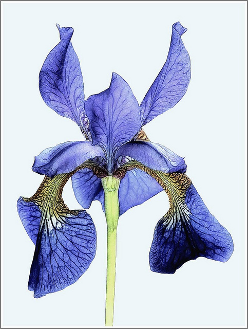 Iris de sibérie