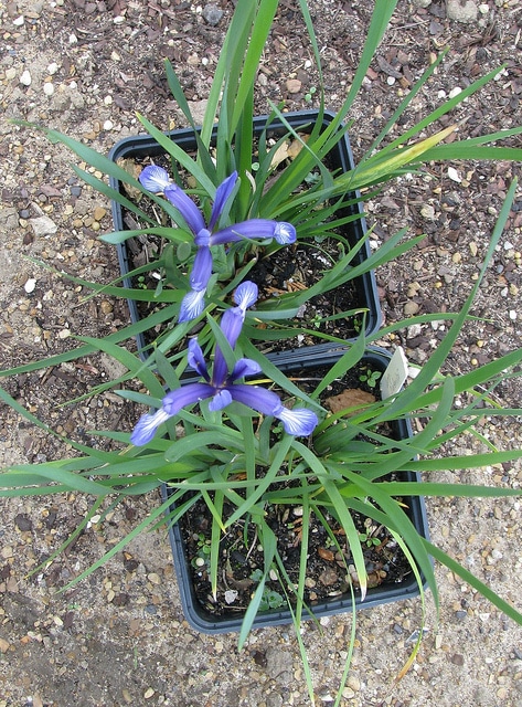 Iris sintenisii (Iris sintenisii)