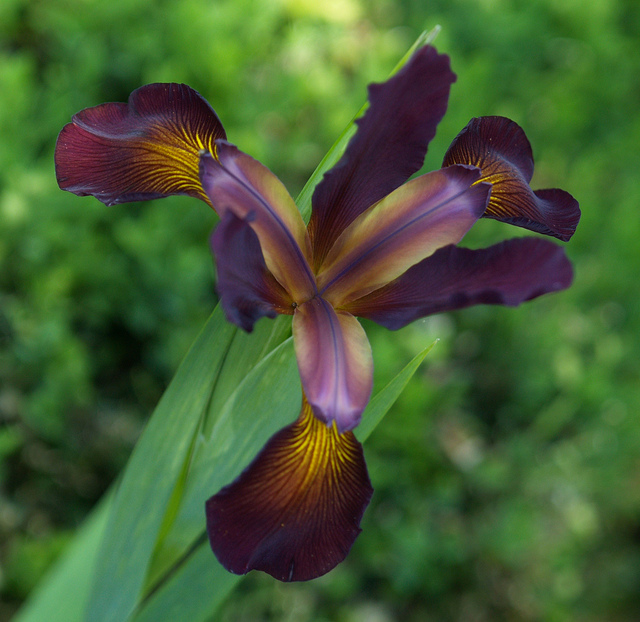 Iris bâtard