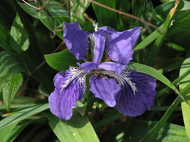 Iris tectorum (Iris tectorum)