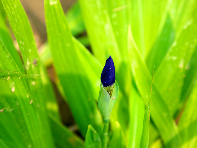 Iris tectorum