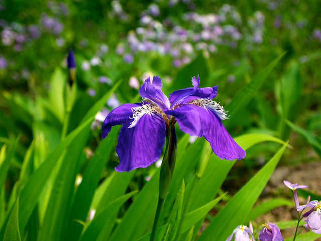 Iris tectorum