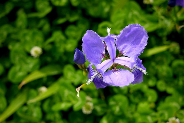 Iris tectorum