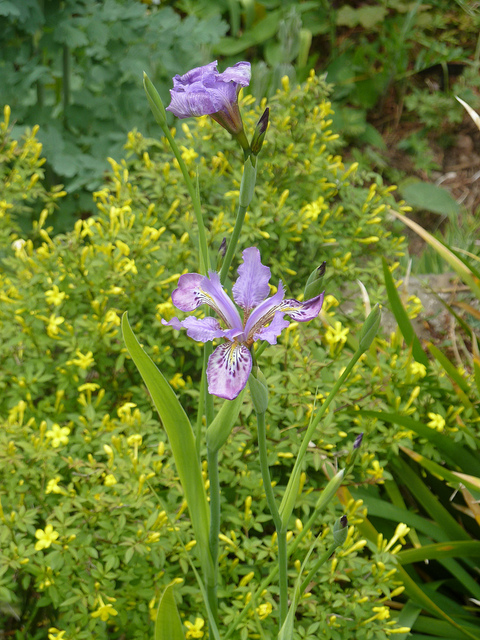 Iris tectorum