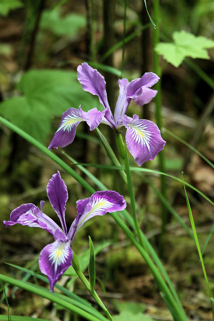 Iris tenax