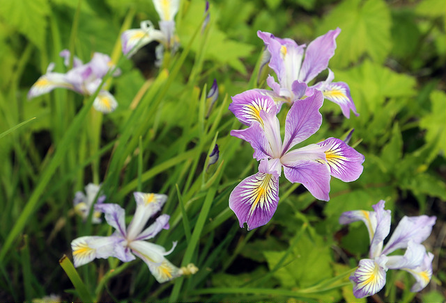 Iris tenax