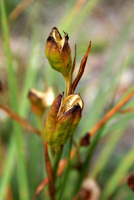 Iris tenax