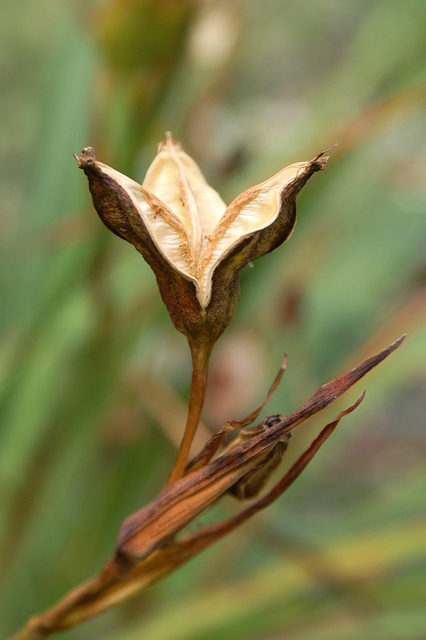 Iris tenax