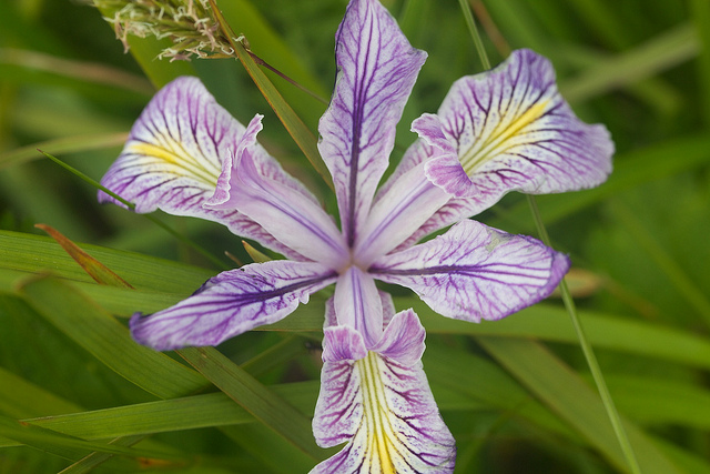 Iris tenax (Iris tenax)