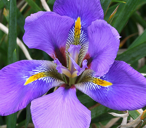 Iris unguicularis