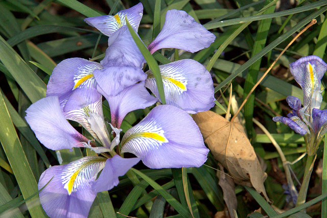 Iris unguicularis