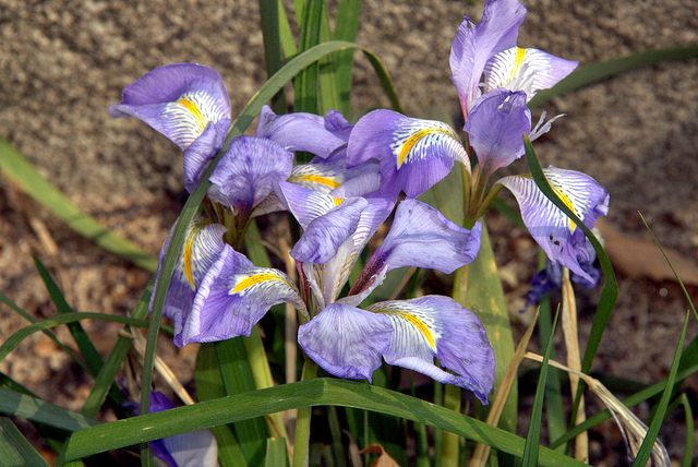 Iris unguicularis