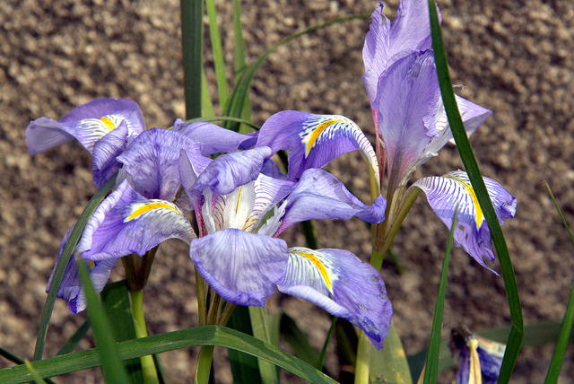 Iris unguicularis