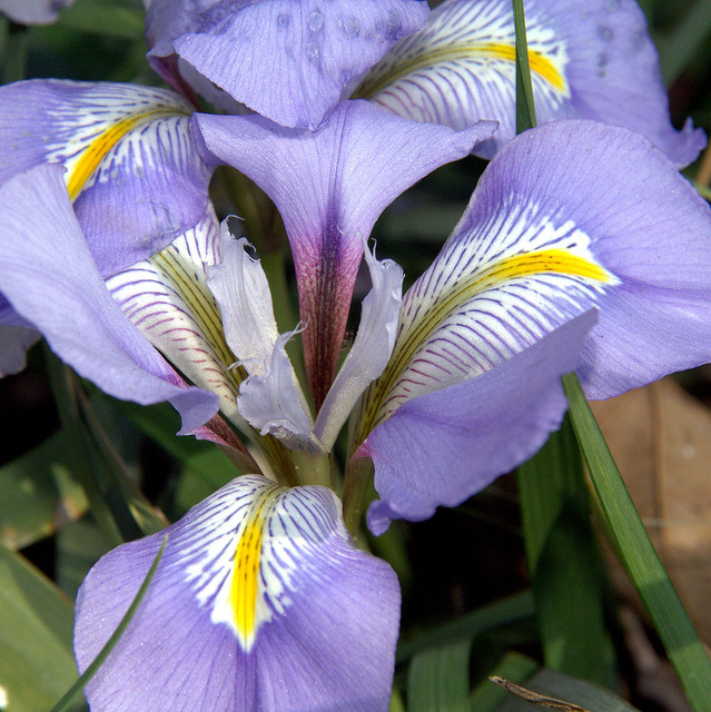 Iris unguicularis