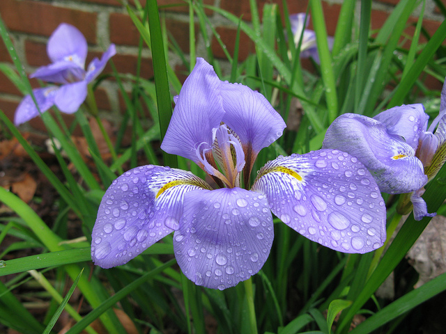 Iris unguicularis (Iris unguicularis)