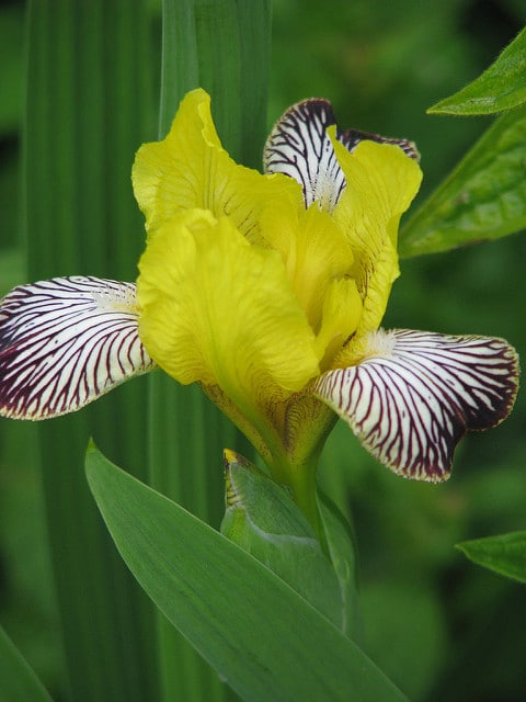 Iris panaché (Iris variegata)
