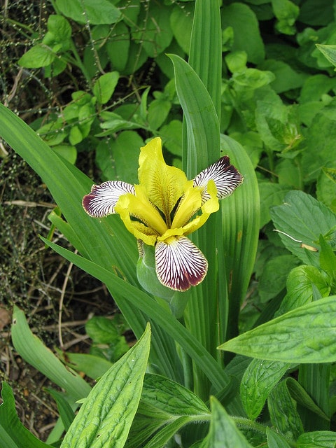 Iris panaché