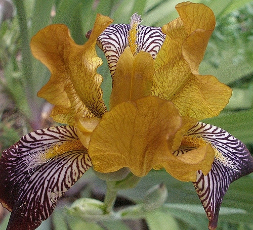 Iris panaché