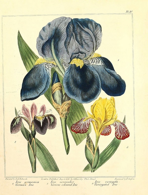 Iris panaché