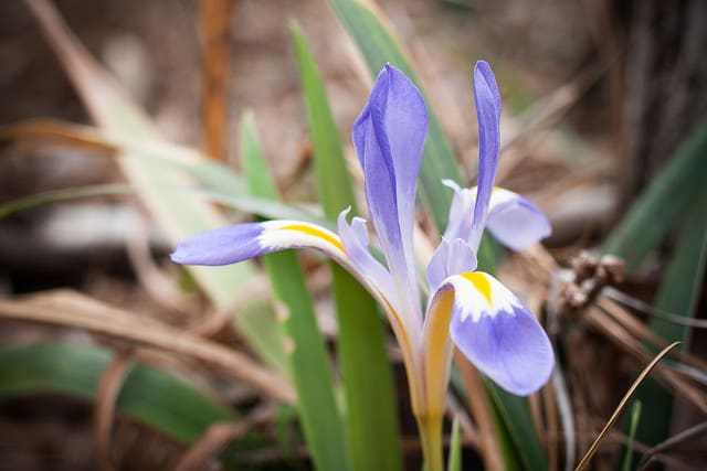 Iris verna
