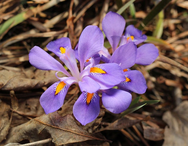 Iris verna