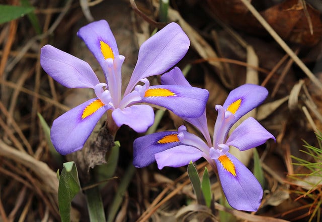 Iris verna