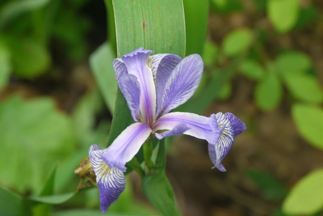 Iris verna