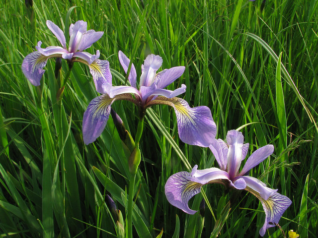 Iris versicolore