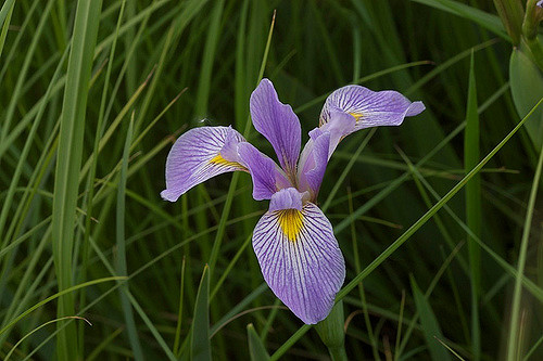 Iris versicolore