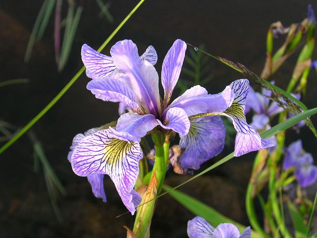 Iris versicolore