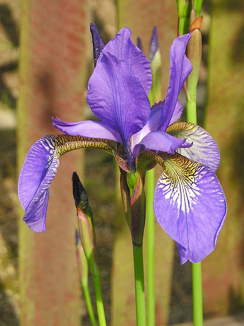 Iris versicolore